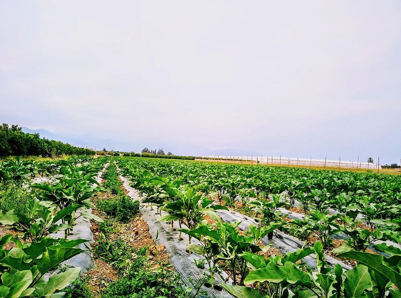 Parcelles agricoles dans la province de Taroudant
